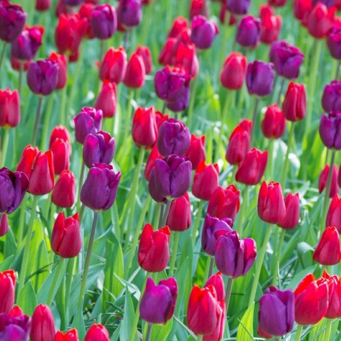 Tulip, Sbulbs Ingle Late, 'purple Teddy Mix' - View 3 from www redcrocus com
