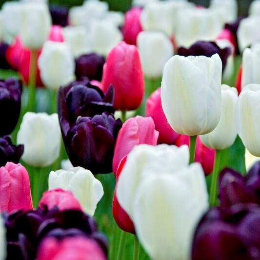 Tulip, Sbulbs Ingle Late, 'purple Teddy Mix' - View 6 from www redcrocus com