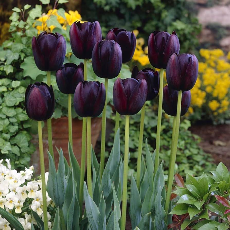 Tulip, Sbulbs Ingle Late, 'purple Teddy Mix' - View 9 from www redcrocus com