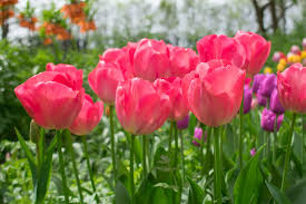 Van Eijk Mix Tulip-Mixture-Stunning Blend 100 in Box