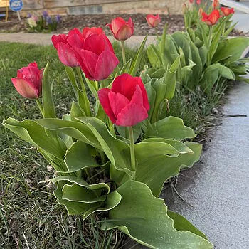 Van Eijk Mix Tulip-Mixture-Stunning Blend 100 in Box