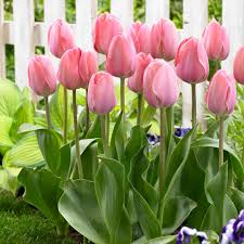 Van Eijk Mix Tulip-Mixture-Stunning Blend 100 in Box
