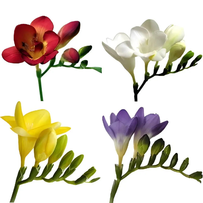 Tulip, All Season Barn Mix, Assorted - View 13 from www redcrocus com