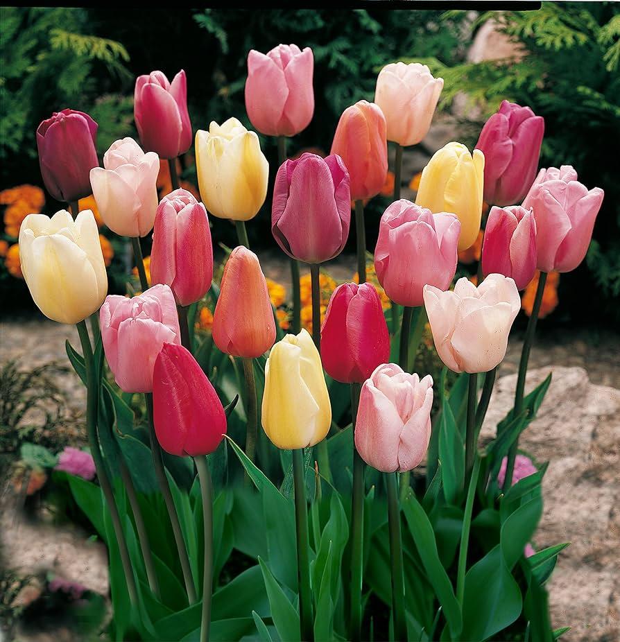 Tulip, All Season Barn Mix, Assorted - View 14 from www redcrocus com
