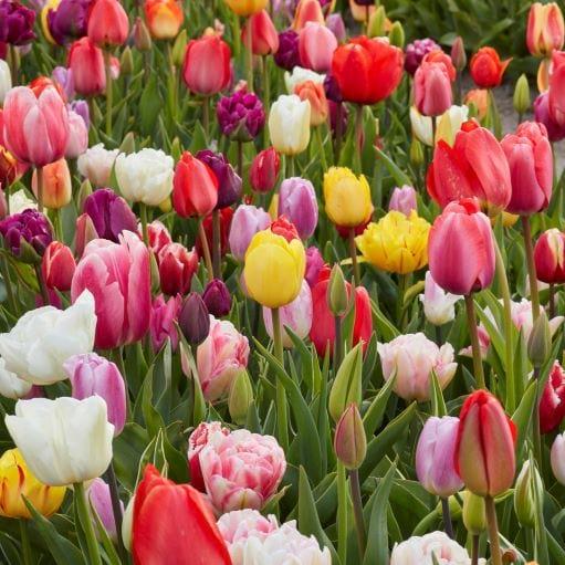 Tulip, All Season Barn Mix, Assorted - View 1 from www redcrocus com