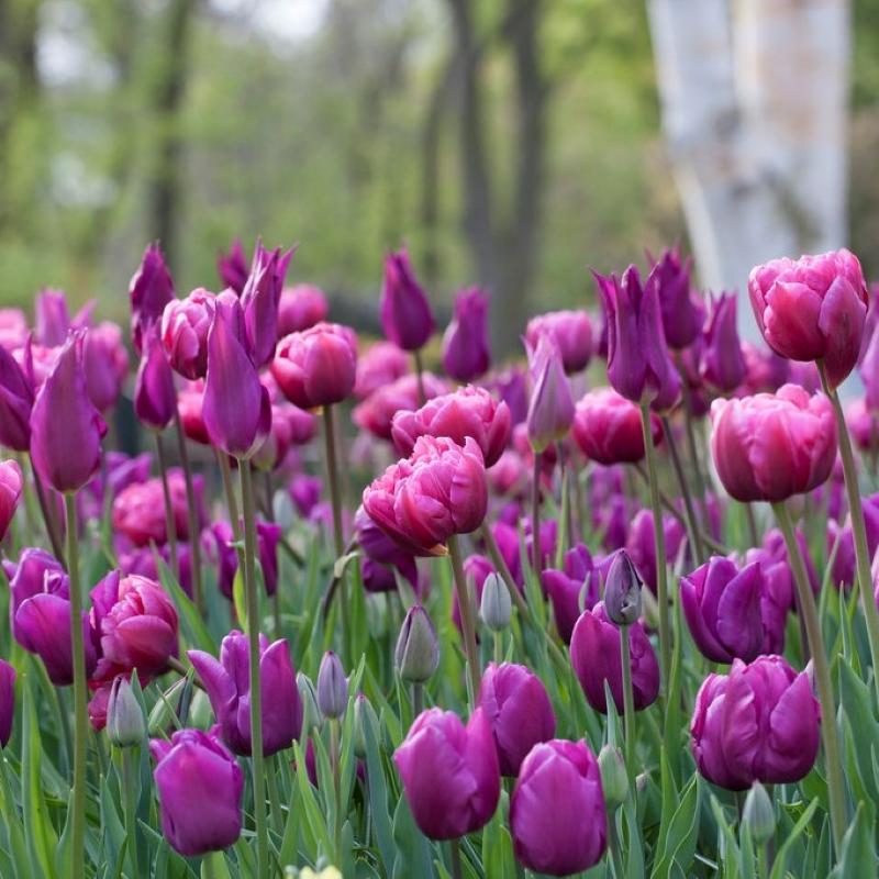 Tulip, All Season Barn Mix, Assorted - View 21 from www redcrocus com