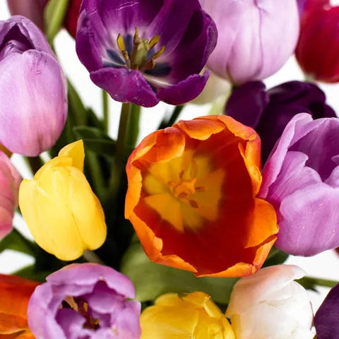 Tulip, All Season Barn Mix, Assorted - View 22 from www redcrocus com