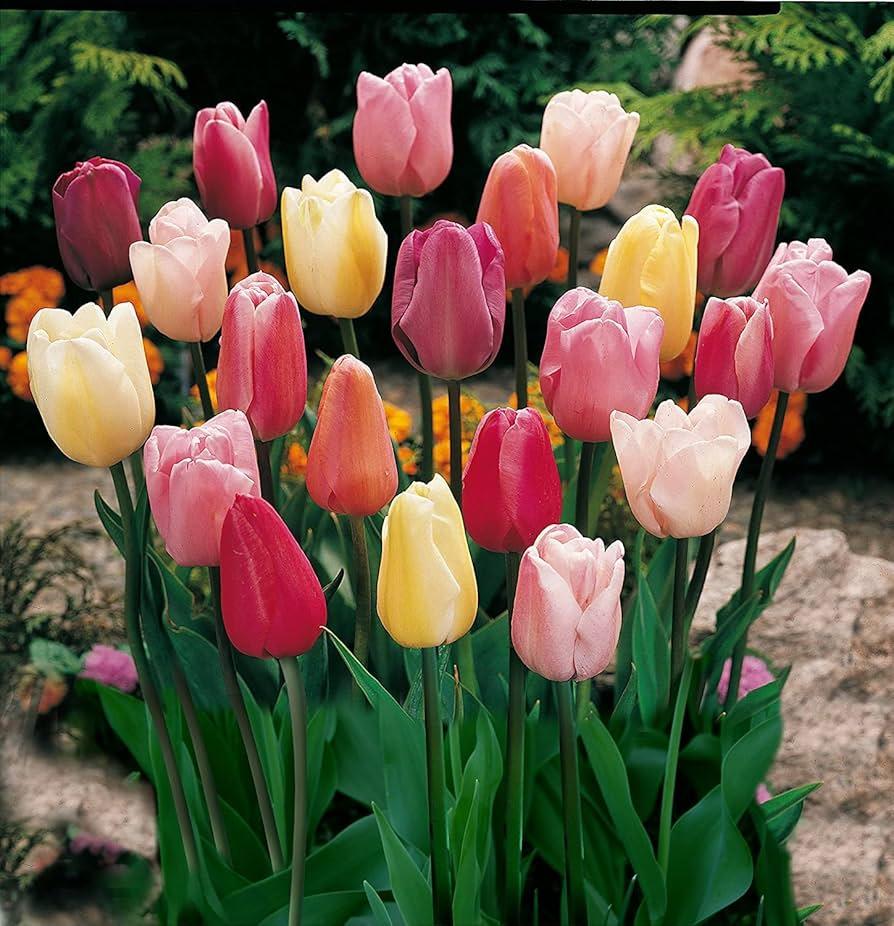 Tulip, All Season Barn Mix, Assorted - View 30 from www redcrocus com