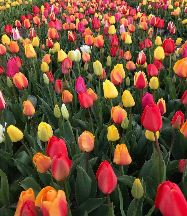 Tulip, All Season Barn Mix, Assorted - View 31 from www redcrocus com