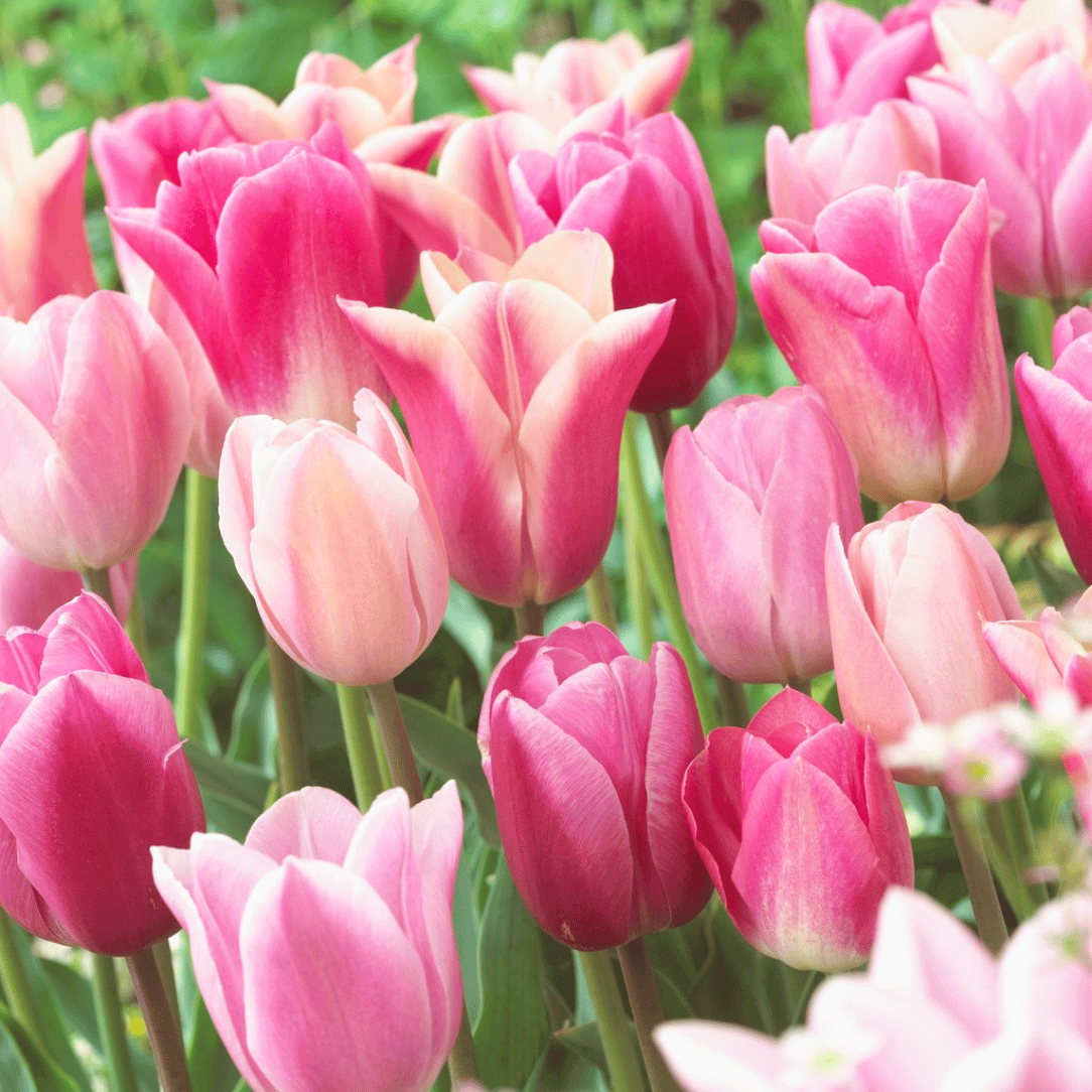 Tulip, All Season Barn Mix, Assorted - View 5 from www redcrocus com