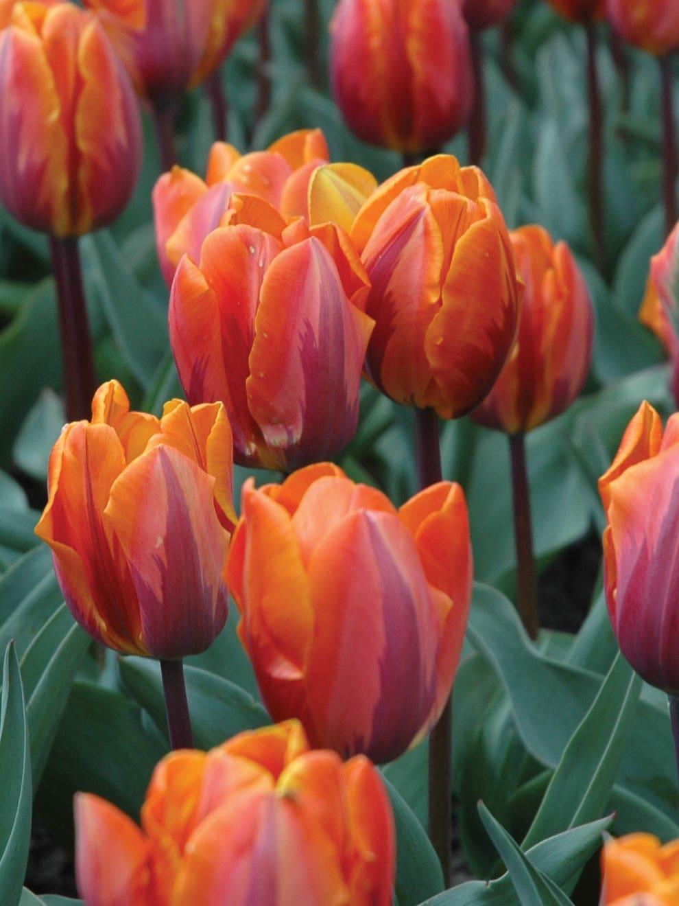 Tulip, Mixture, 'stars And Stripes', Red, White, And Purple - View 20 from www redcrocus com