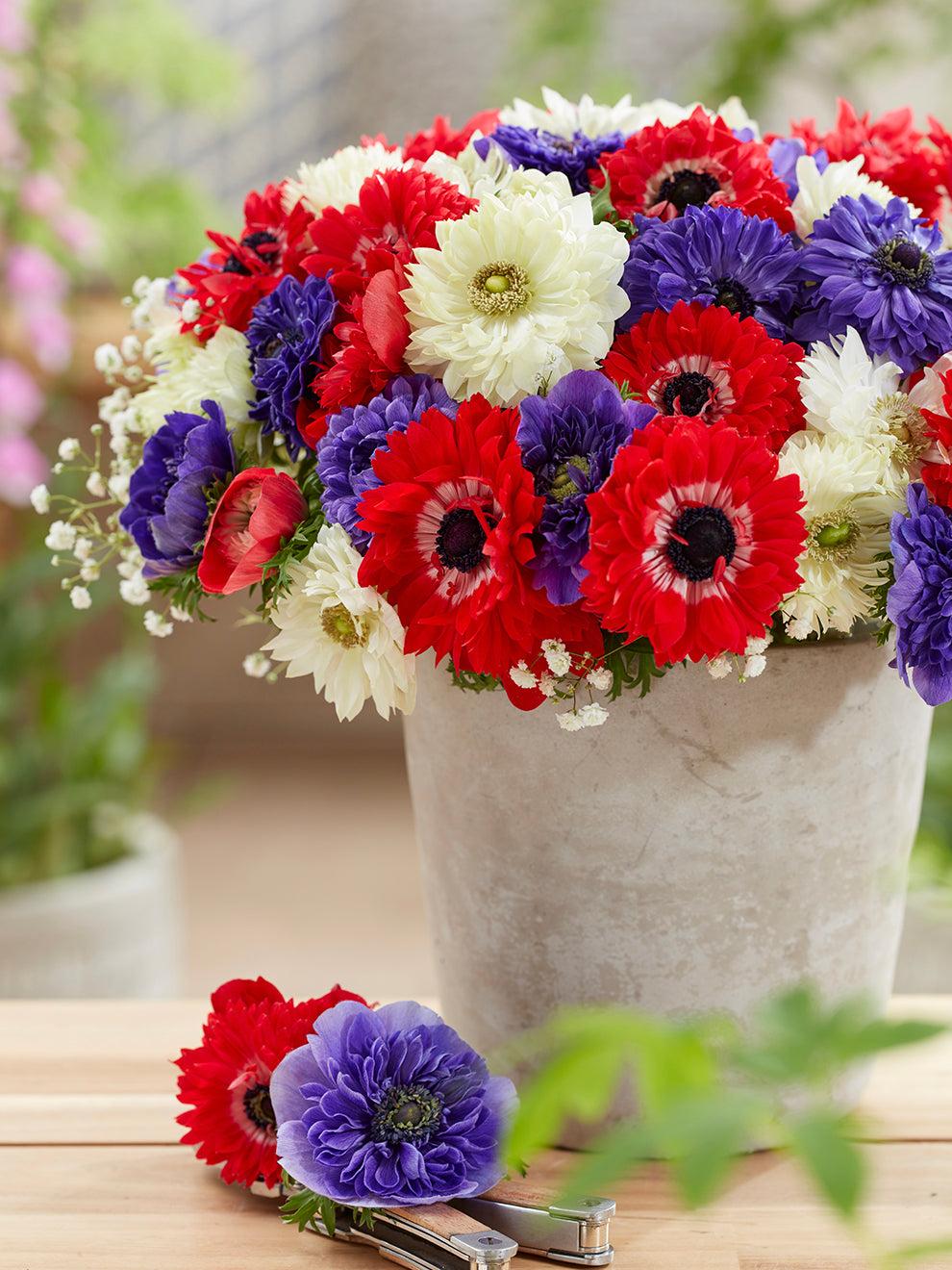 Tulip, Mixture, 'stars And Stripes', Red, White, And Purple - View 5 from www redcrocus com