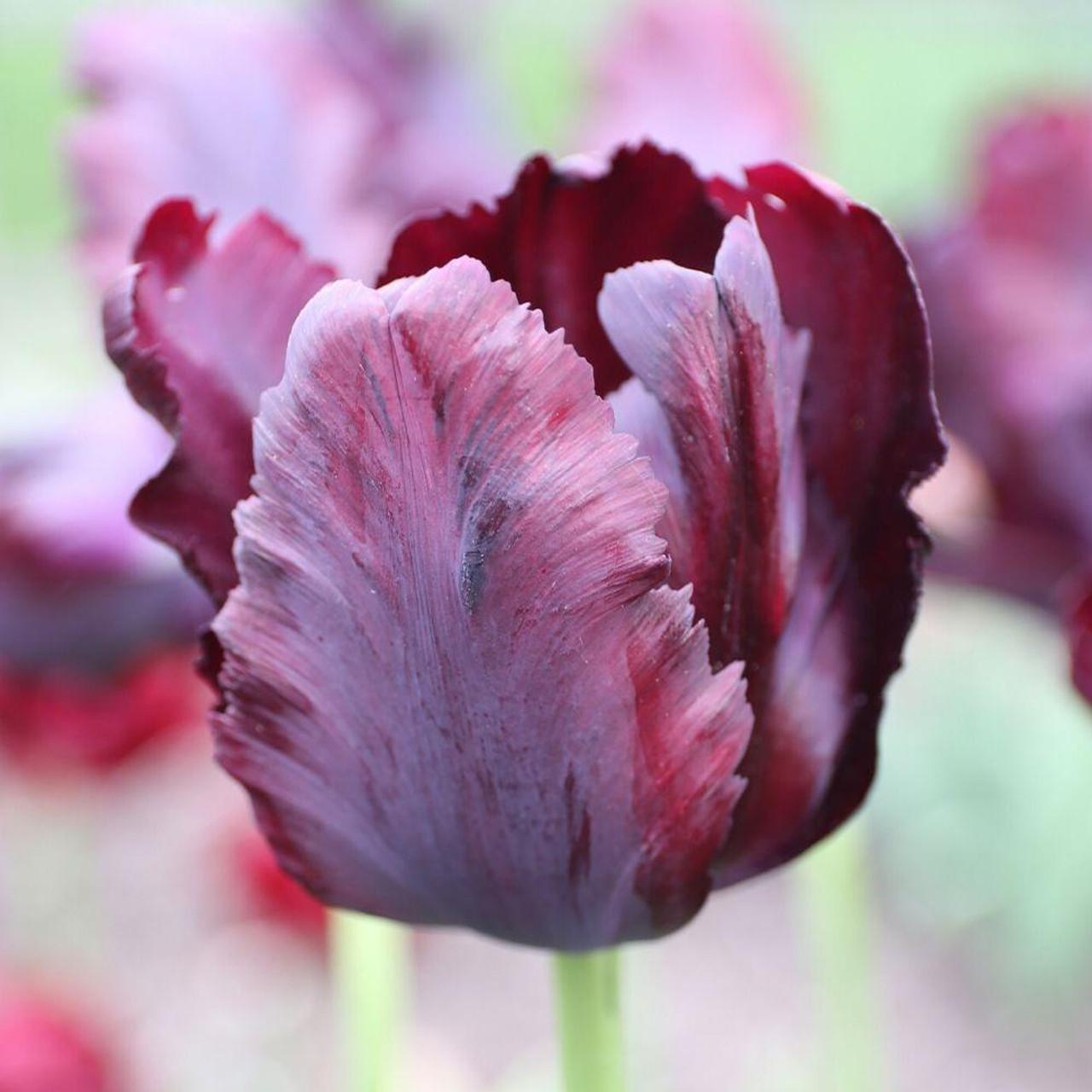 Tulip, Parrot, 'black Parrot', Purplish Black - View 12 from www redcrocus com
