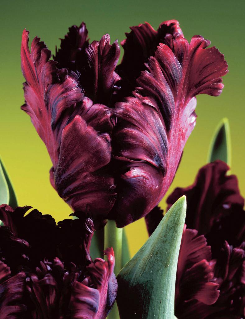 Tulip, Parrot, 'black Parrot', Purplish Black - View 13 from www redcrocus com