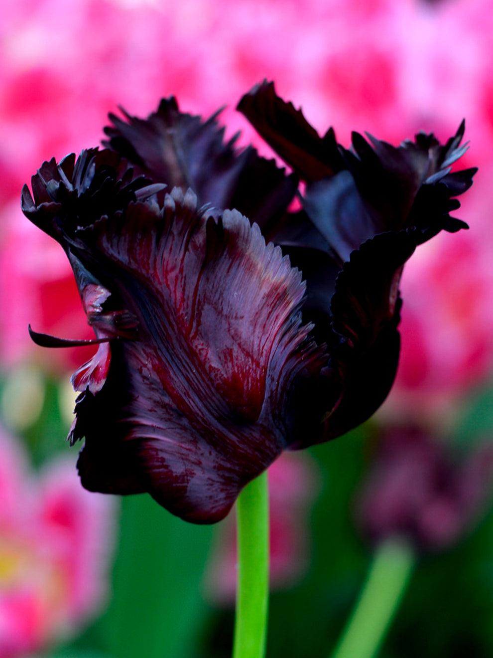 Tulip, Parrot, 'black Parrot', Purplish Black - View 14 from www redcrocus com