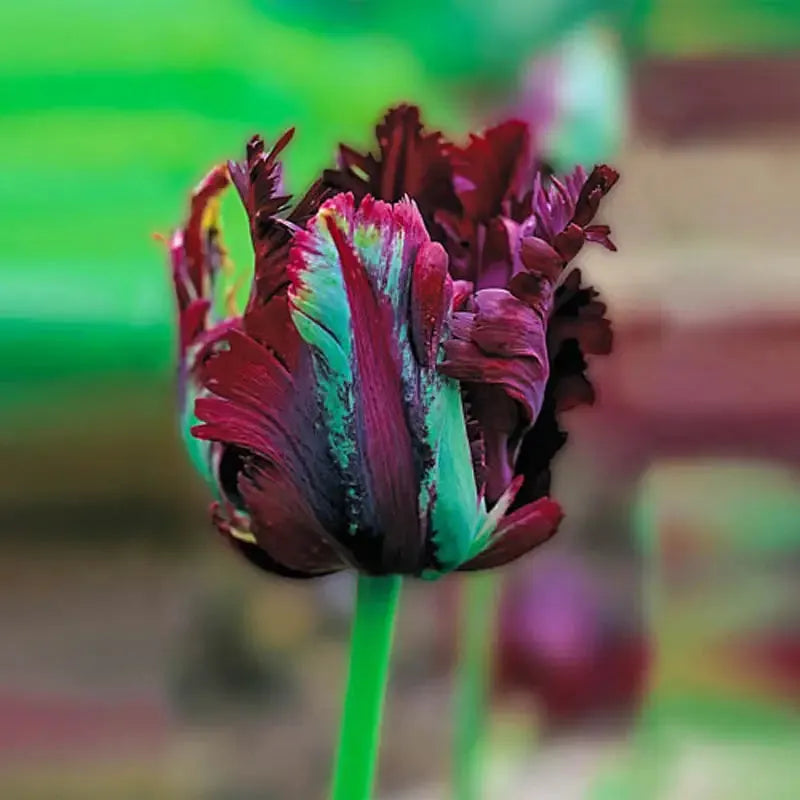 Tulip, Parrot, 'black Parrot', Purplish Black - View 16 from www redcrocus com