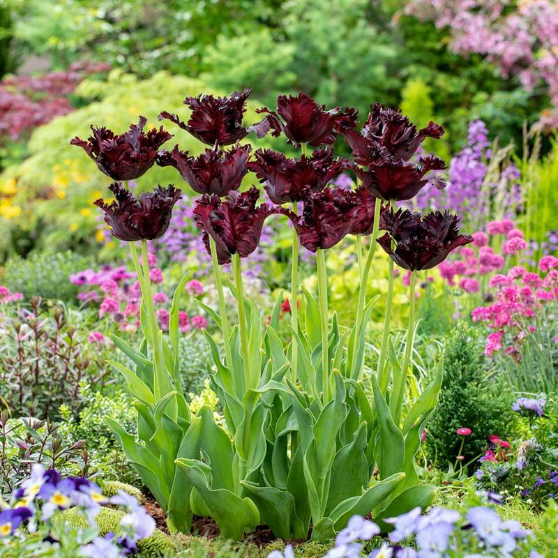 Tulip, Parrot, 'black Parrot', Purplish Black - View 17 from www redcrocus com
