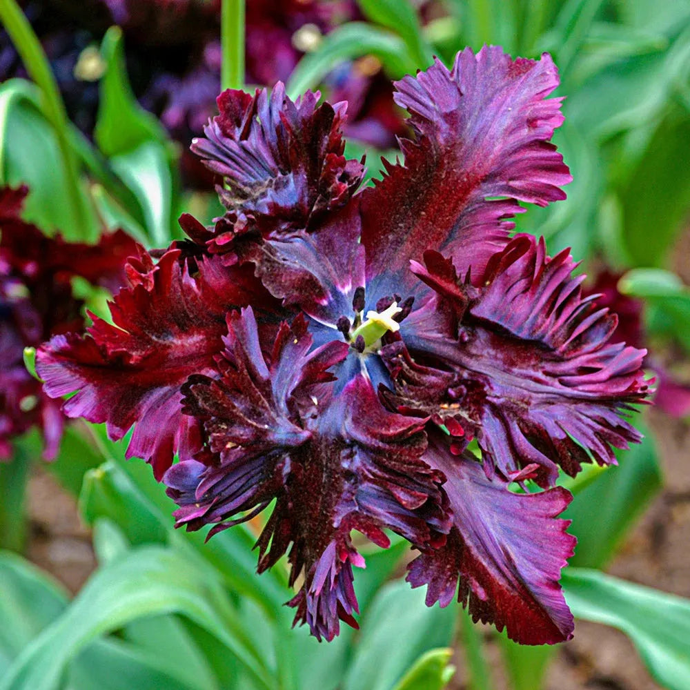 Tulip, Parrot, 'black Parrot', Purplish Black - View 18 from www redcrocus com