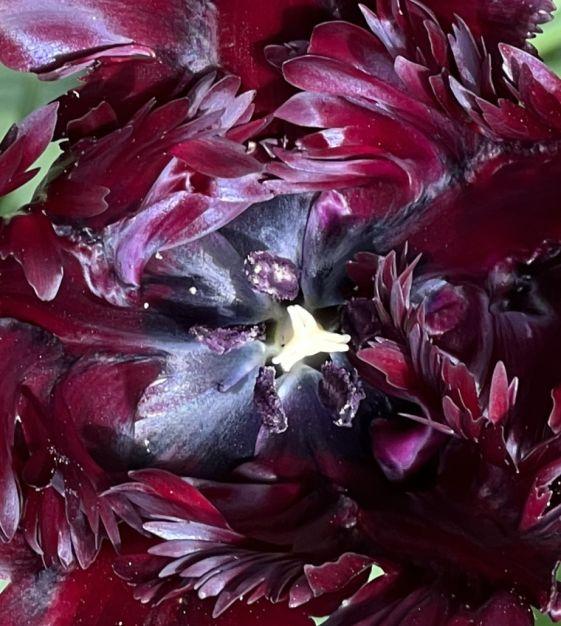 Tulip, Parrot, 'black Parrot', Purplish Black - View 19 from www redcrocus com