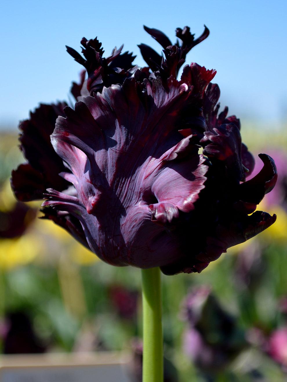 Tulip, Parrot, 'black Parrot', Purplish Black - View 20 from www redcrocus com