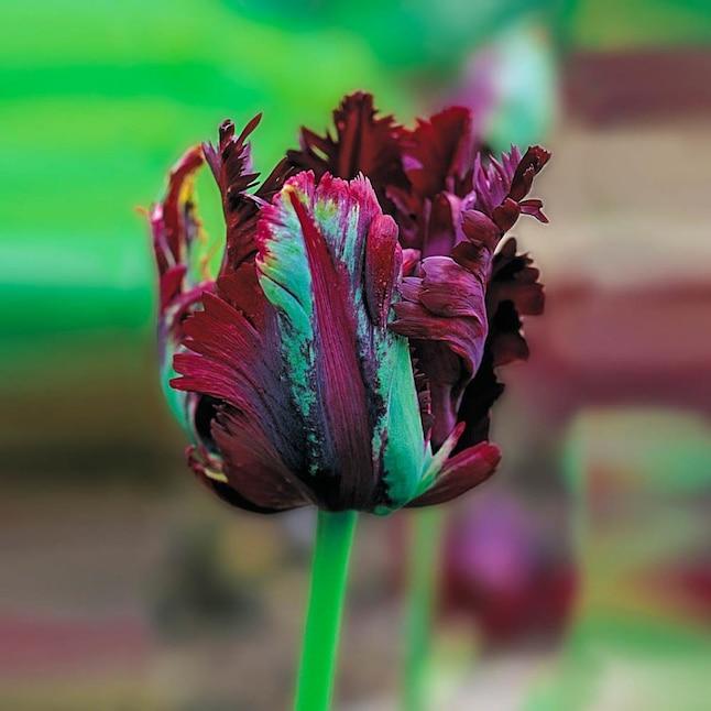 Tulip, Parrot, 'black Parrot', Purplish Black - View 21 from www redcrocus com