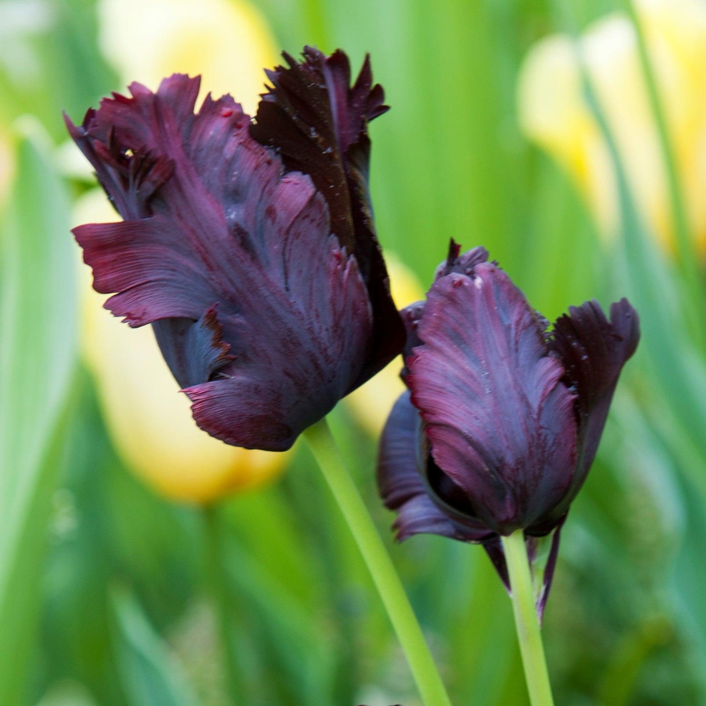 Tulip, Parrot, 'black Parrot', Purplish Black - View 23 from www redcrocus com