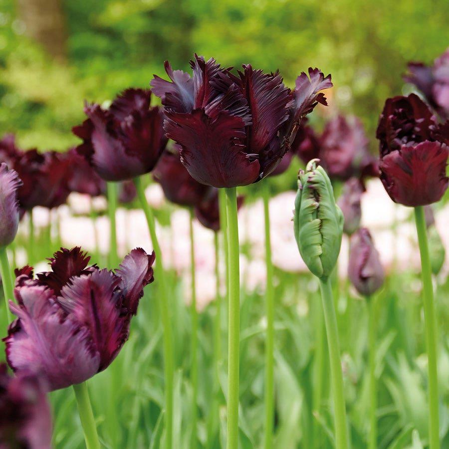 Tulip, Parrot, 'black Parrot', Purplish Black - View 26 from www redcrocus com