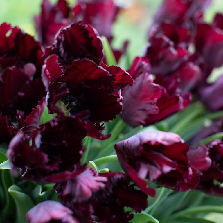 Tulip, Parrot, 'black Parrot', Purplish Black - View 29 from www redcrocus com