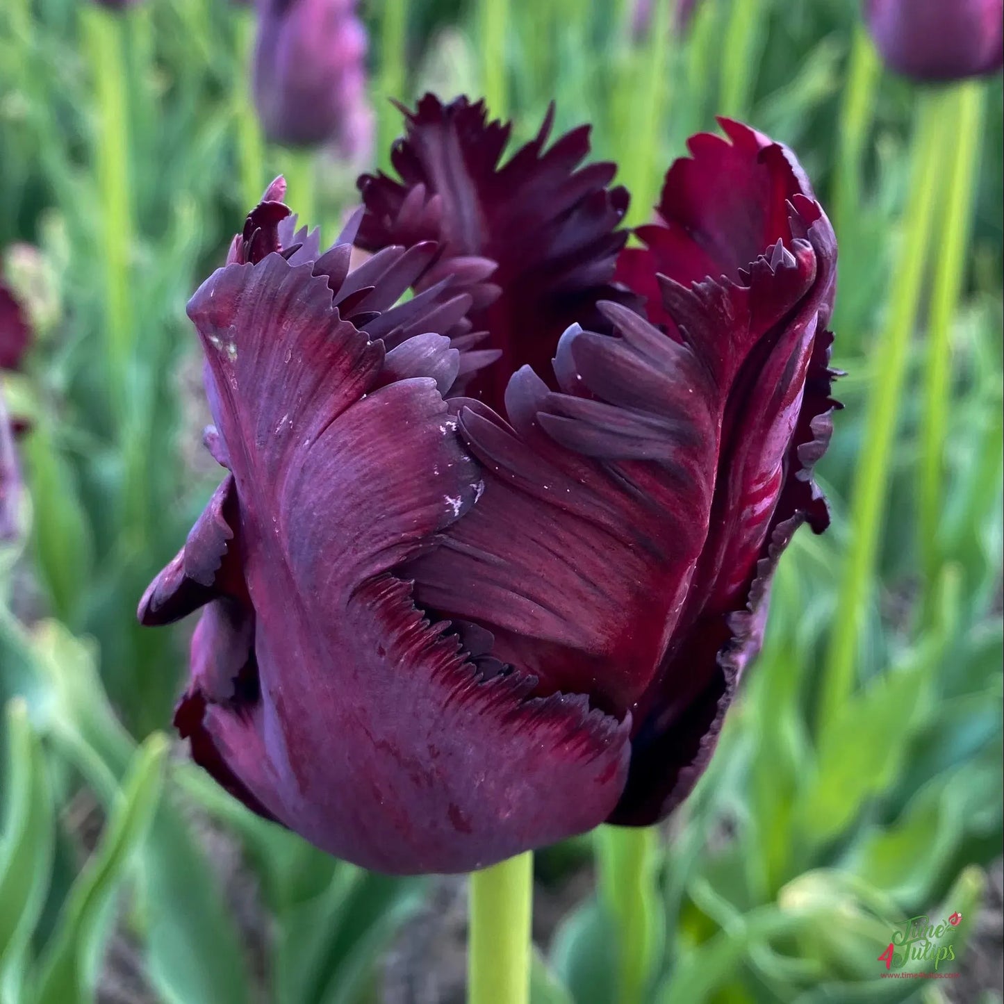 Tulip, Parrot, 'black Parrot', Purplish Black - View 30 from www redcrocus com