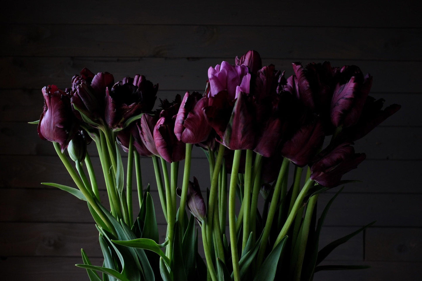 Tulip, Parrot, 'black Parrot', Purplish Black - View 35 from www redcrocus com