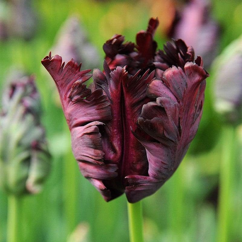 Tulip, Parrot, 'black Parrot', Purplish Black - View 37 from www redcrocus com