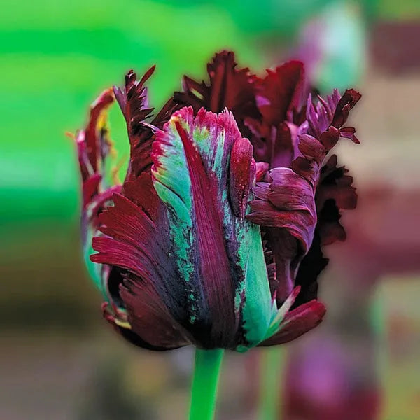 Tulip, Parrot, 'black Parrot', Purplish Black - View 38 from www redcrocus com
