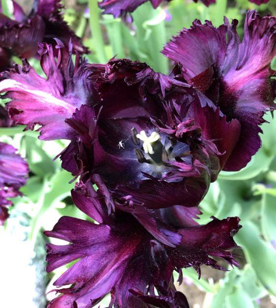 Tulip, Parrot, 'black Parrot', Purplish Black - View 5 from www redcrocus com