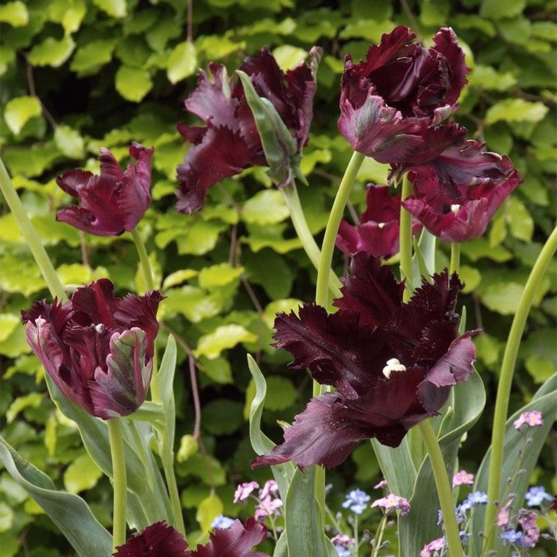 Tulip, Parrot, 'black Parrot', Purplish Black - View 6 from www redcrocus com