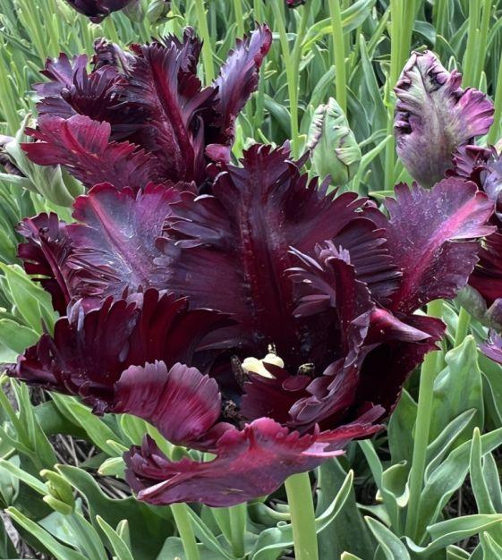 Tulip, Parrot, 'black Parrot', Purplish Black - View 8 from www redcrocus com