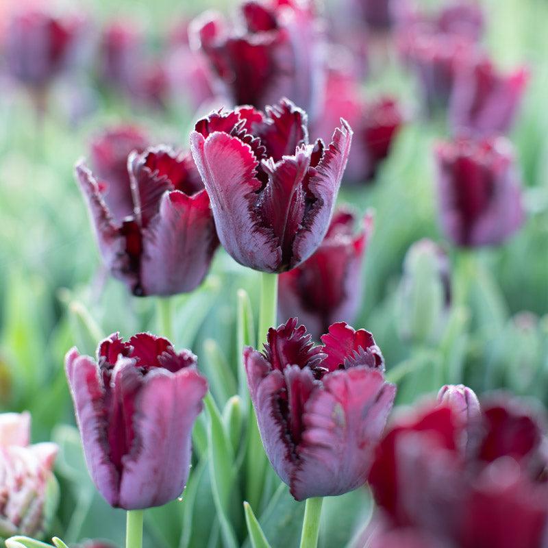 Tulip, Parrot, 'black Parrot', Purplish Black - View 9 from www redcrocus com