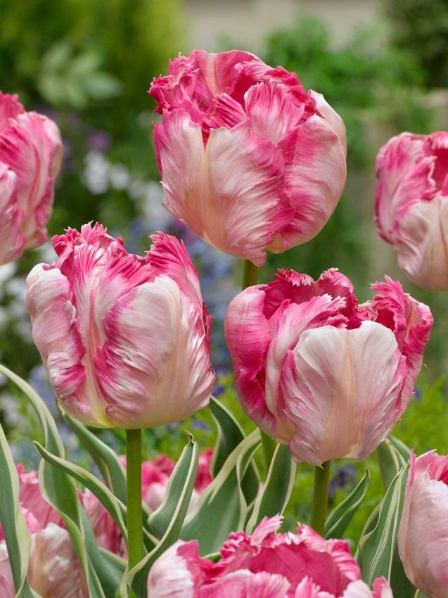Tulip, Parrot, 'silver Parrot', Pbulbs Ink And White - View 25 from www redcrocus com