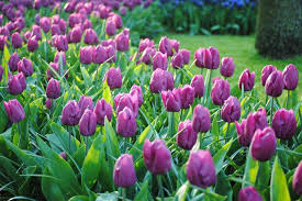 Purple Prince Tulip-Single Early-Vibrant Blooms 100 in Box