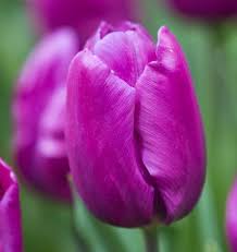 Purple Prince Tulip-Single Early-Vibrant Blooms 100 in Box