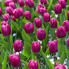 Purple Prince Tulip-Single Early-Vibrant Blooms 100 in Box