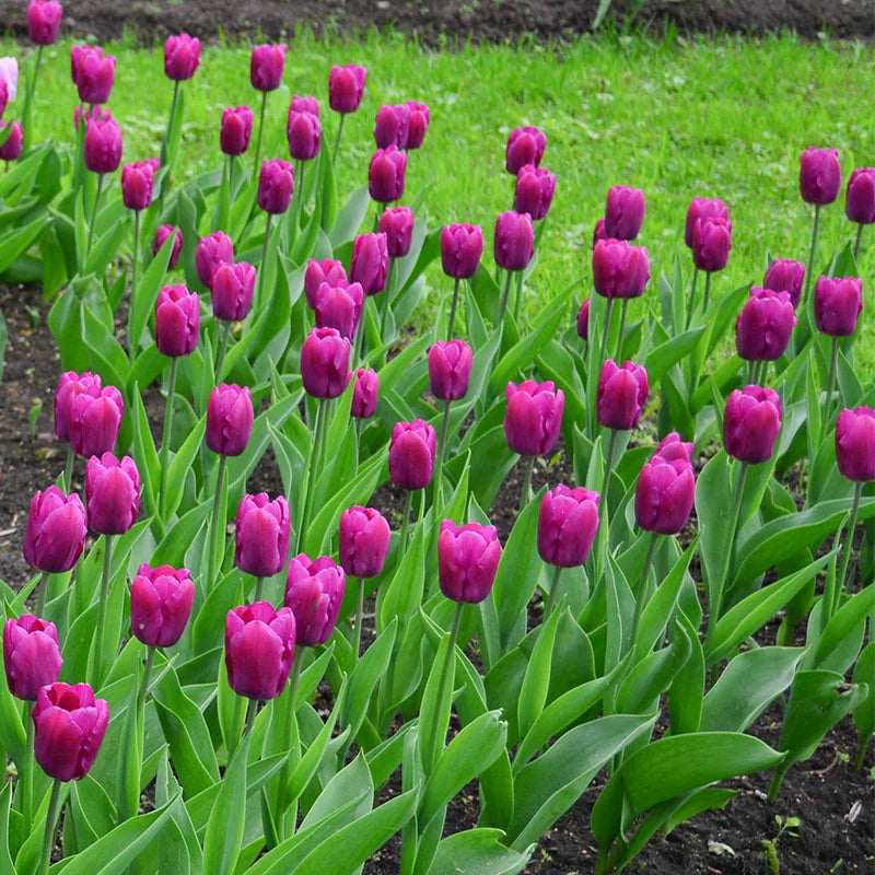 Purple Prince Tulip-Single Early-Vibrant Blooms 100 in Box
