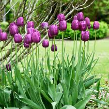 Purple Prince Tulip-Single Early-Vibrant Blooms 100 in Box