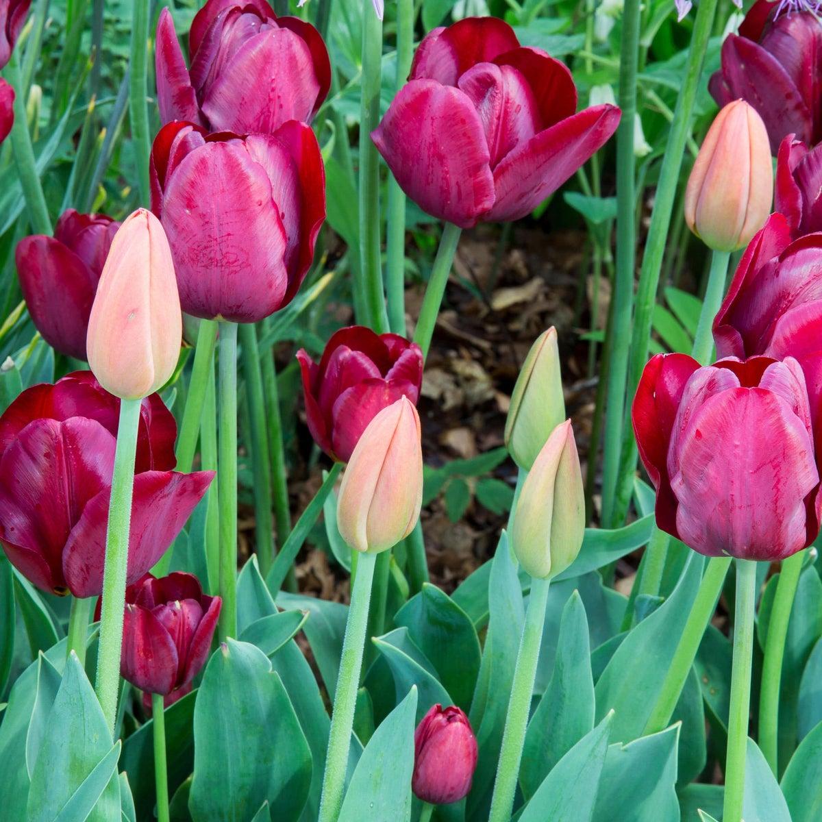 Tulip, Single Early, 'ruby Prince', Bright Red - View 12 from www redcrocus com