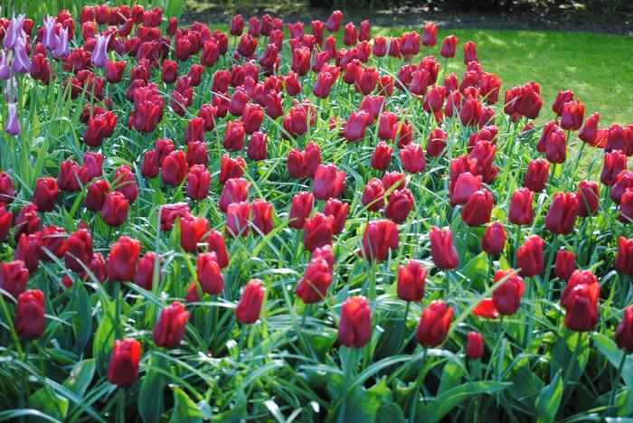 Tulip, Single Early, 'ruby Prince', Bright Red - View 13 from www redcrocus com