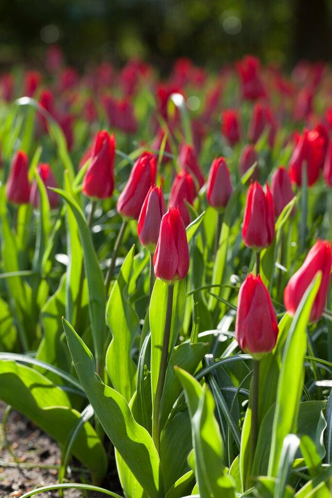 Tulip, Single Early, 'ruby Prince', Bright Red - View 15 from www redcrocus com