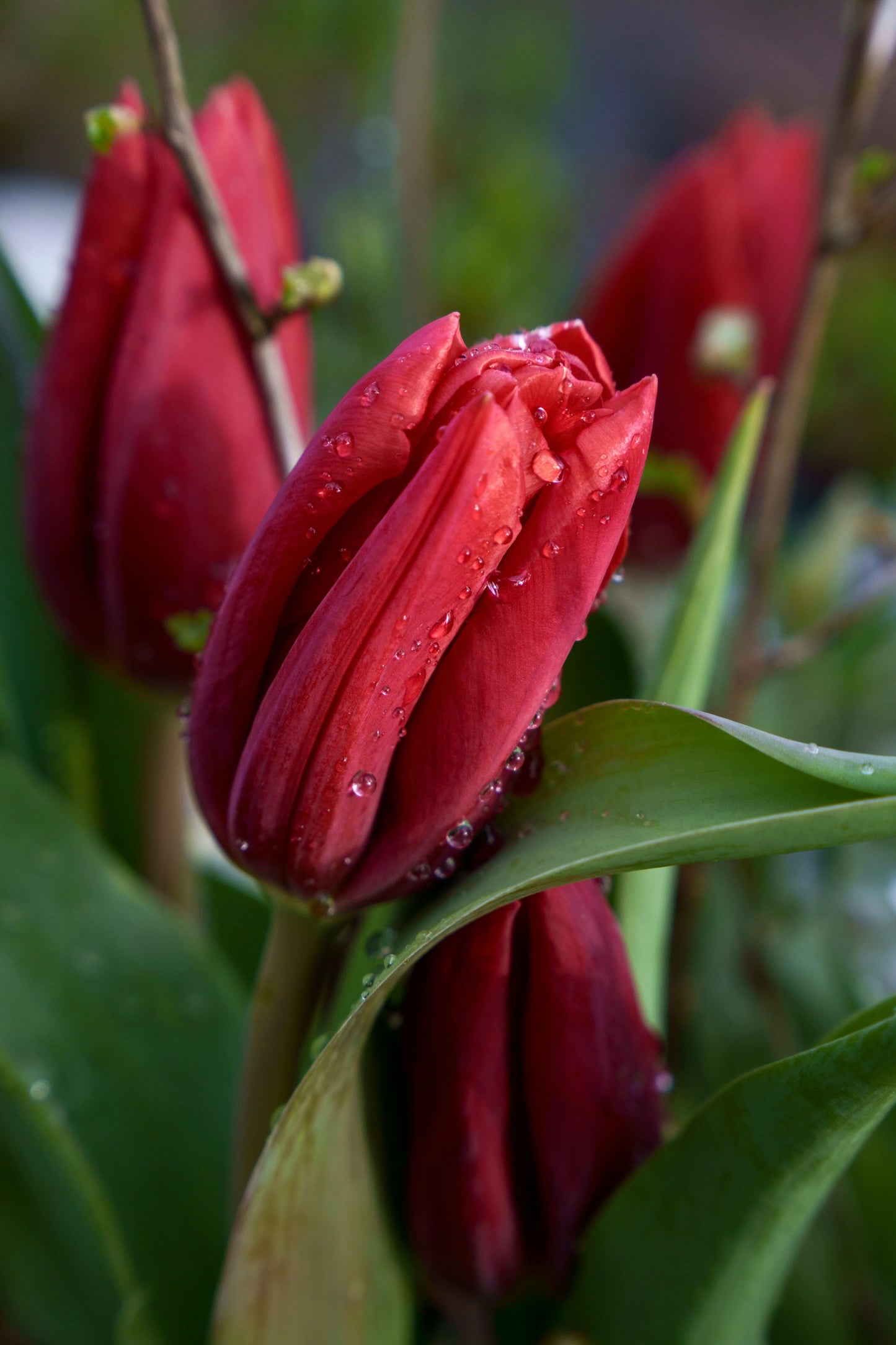 Tulip, Single Early, 'ruby Prince', Bright Red - View 16 from www redcrocus com