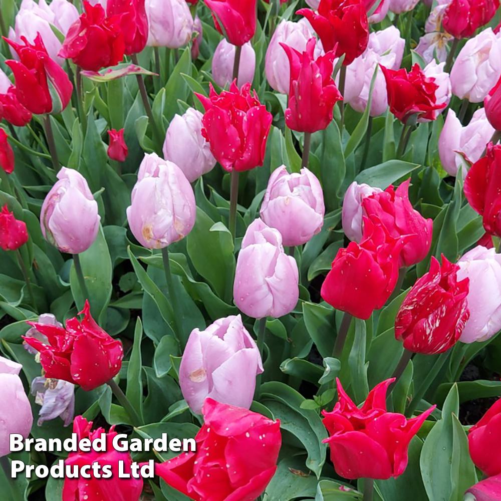 Tulip, Single Early, 'ruby Prince', Bright Red - View 18 from www redcrocus com