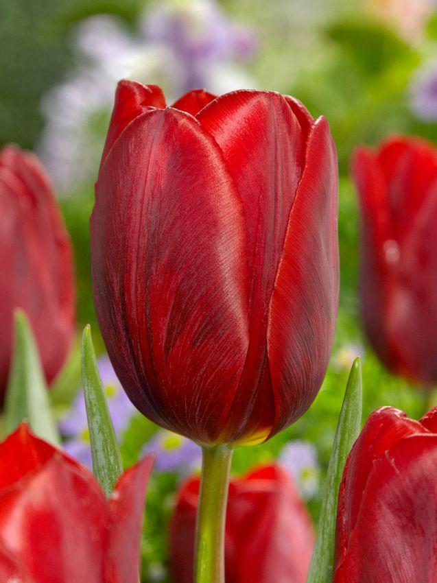 Tulip, Single Early, 'ruby Prince', Bright Red - View 20 from www redcrocus com