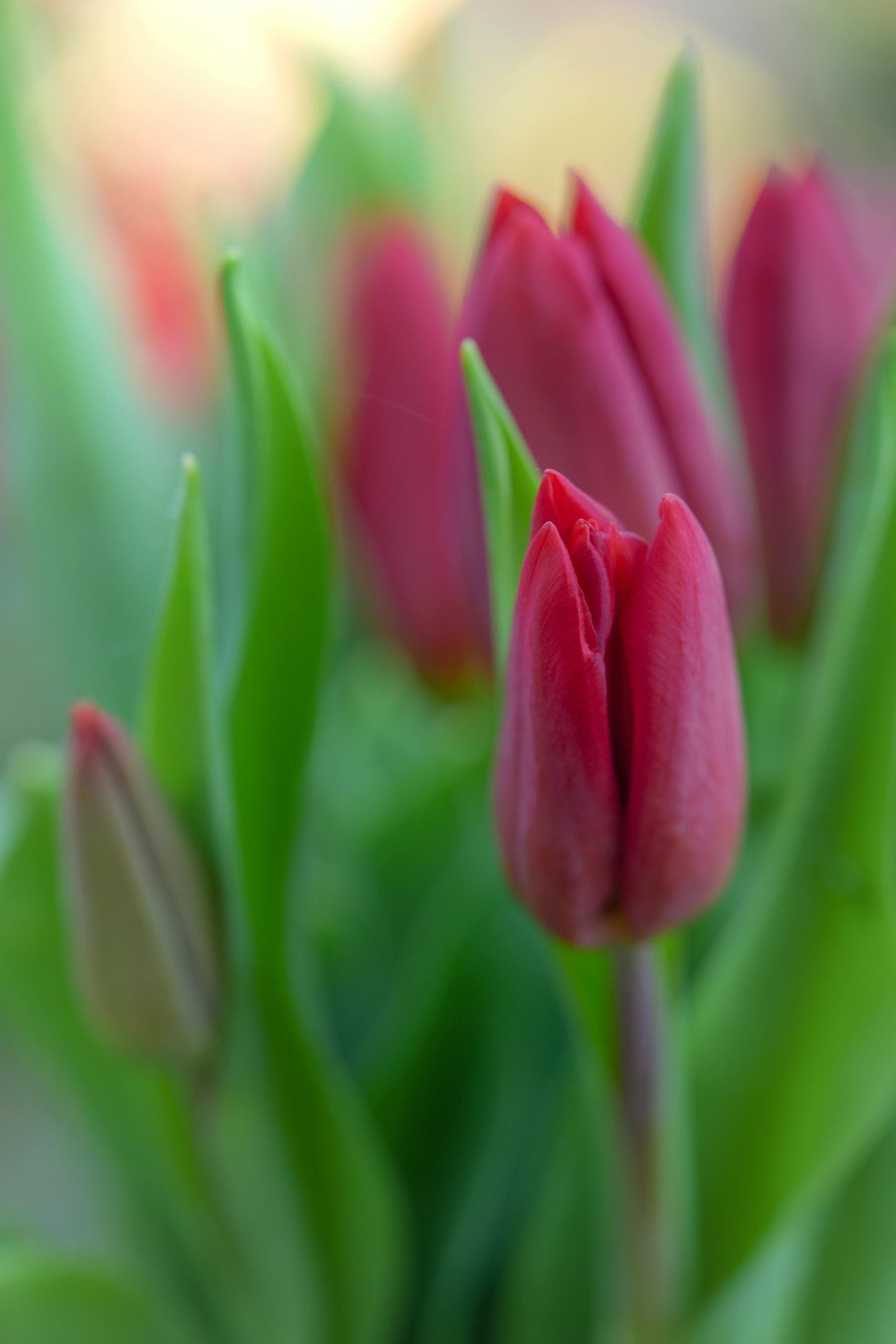 Tulip, Single Early, 'ruby Prince', Bright Red - View 21 from www redcrocus com