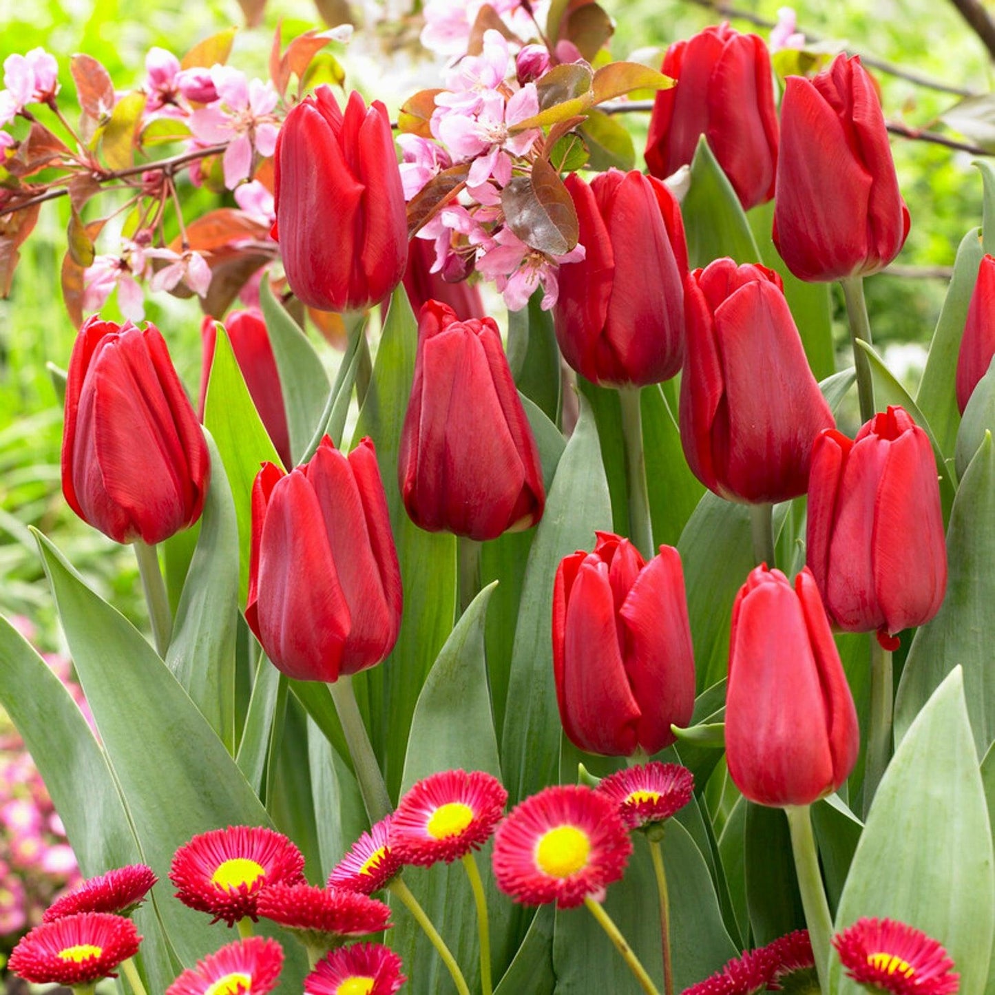 Tulip, Single Early, 'ruby Prince', Bright Red - View 2 from www redcrocus com